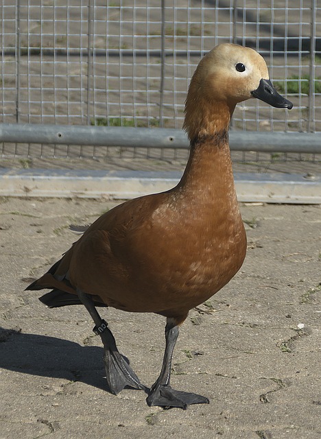 看量